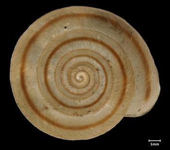 Media type: image;   Malacology 43366 Aspect: apical
